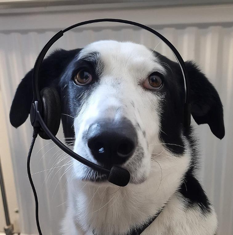 Kontorshund Flynn